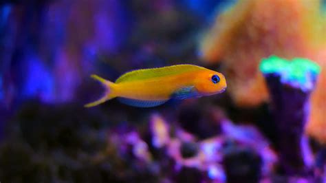 midas blenny lifespan|Midas Blenny: A Vibrant and Colorful Aquarium Addition.
